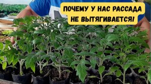 Крепкая рассада томатов в комнате. Сделайте как мы и всё получится!