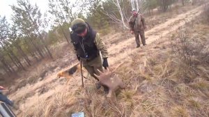 Охота на зайца в лесу с молодыми гончими. Сезон 2025-2026 №233