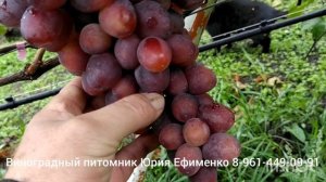 виноград Дунай