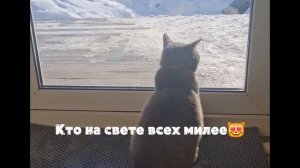 «Кошка, ты — звезда!»😹🐶