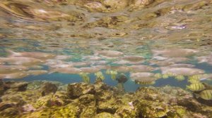 unpopular-145_1920x1080_24_yuv420p