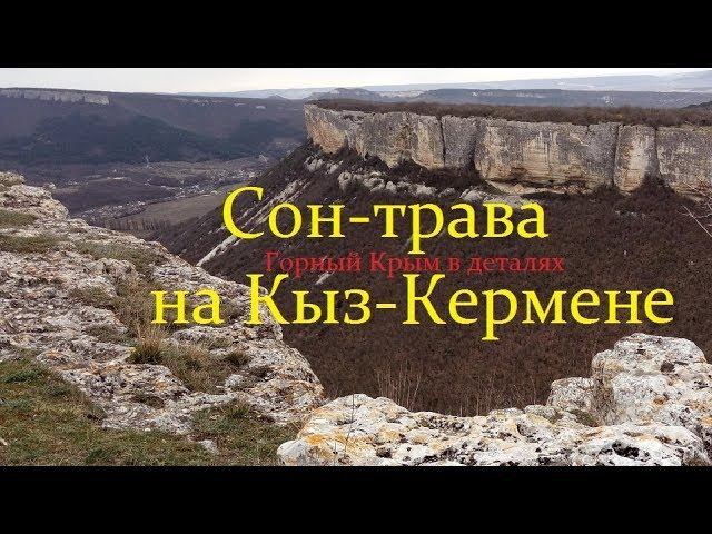 Крым. Сон-трава на Кыз-Кермене