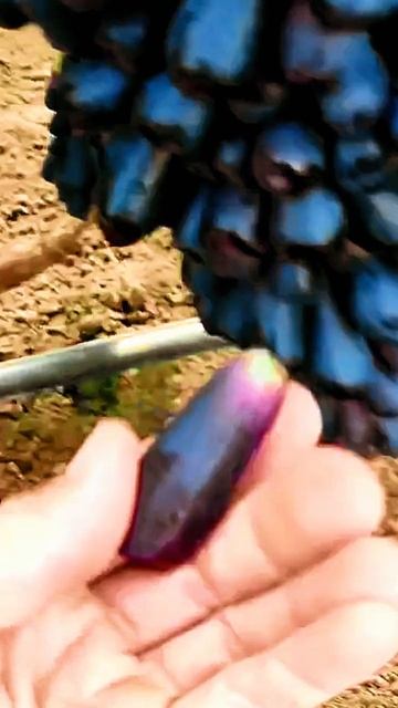 Виноград кишмиш Аватар Ростов-на-Дону | Маленькие Сады