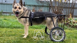 Коляска-тренажер для крупной собаки.