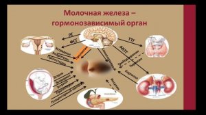 Анатомия и физиология МЖ