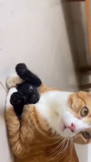 MOV_20260226_161734_808.mp4