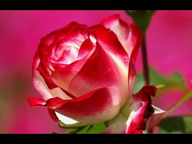 Крым. Массандровский парк. Розы