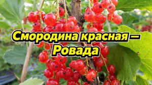 Красная смородина Ровада — выращивание и уход в саду