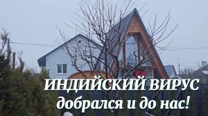 ИНДИЙСКИЙ ВИРУС добрался до Беларуси! ПЕРВЫЕ ПОСАДКИ и всходы в ФЕВРАЛЕ!  Гараж в процессе!!!
