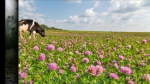 Сибирские, дремучие туманы - авторская псня