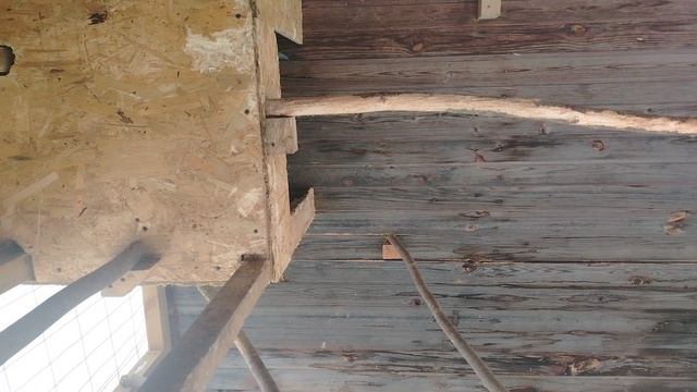 Ворон Гриша 27 февраля, с праздником