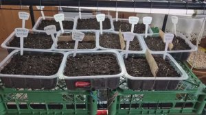 Большинство томатов взошло на пятый день. Какие сорта?