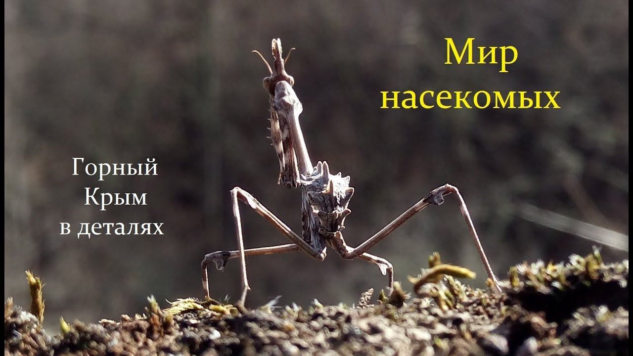 Необыкновенные обыкновенные насекомые. Богомол Эмпуза