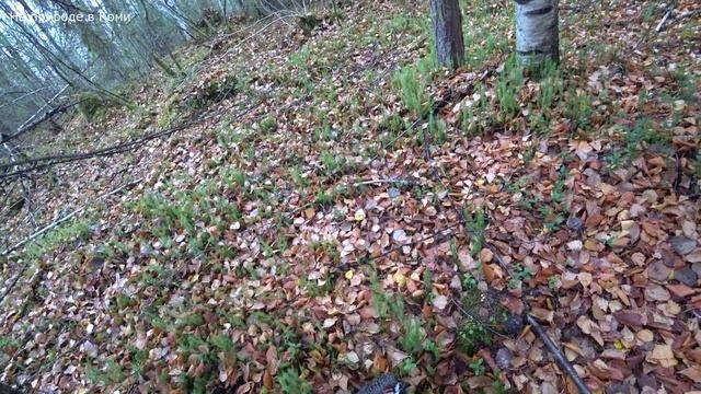 Ходовая охота осенью с подхода на рябчика. 1/2 серия Ходовая охота осенью с подхода на рябчика. 1/2 серия