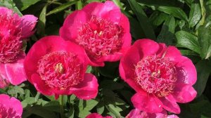 пион Anemoneflora