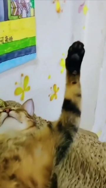 Смешные коты #112-5