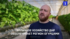 Тепличное хозяйство ДНР обеспечивает регион огурцами