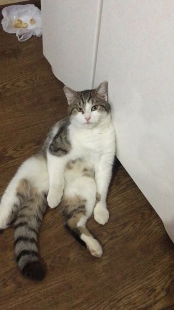 Кот Васька и холодильник