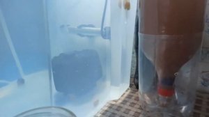 Разведение золотой рыбки. От икры до малька в одном видео.