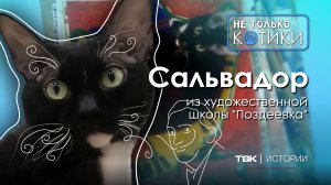 Кот Сальвадор из художественной школы / «Не только котики»