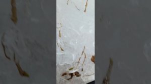 VID_20260227_154738.mp4