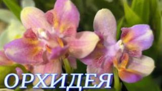 №1176/ СВЕЖИЕ, красивые ОРХИДЕИ к 8 МАРТА в маг. ОРХИДЕЯ смотреть онлайн