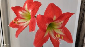 Мой Амариллис расцвёл