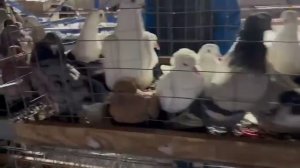 ярмарка голубей.Москва садовод 28.02.2026