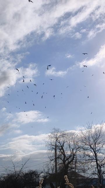 Чайки резвятся над прудом! Скоро весна! Птицы это точно знают и чувствуют!