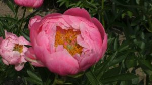 Пион Coral Supreme