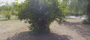 Прогулка с цыплёнком #3 I Старые видео с YouTube