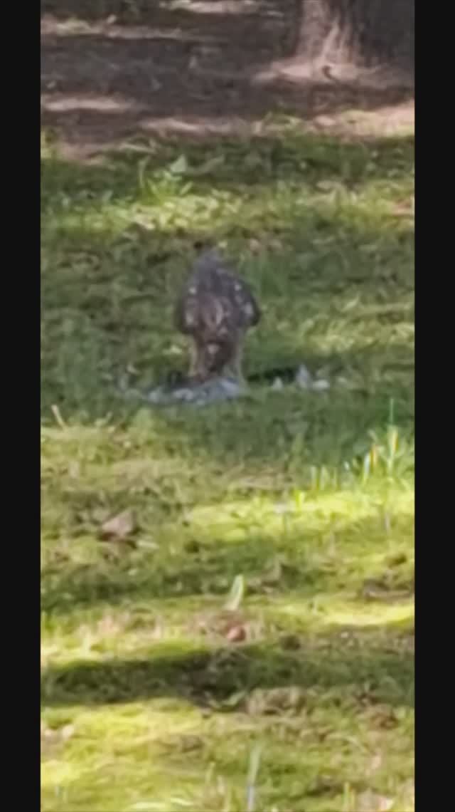 Ястреб жестоко завалил голубя...