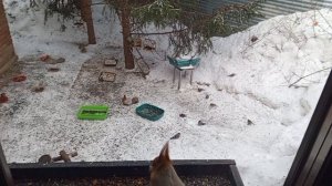 субботний обед