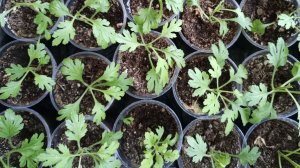 Прищипка и обрезка черенков корейской хризантемы.