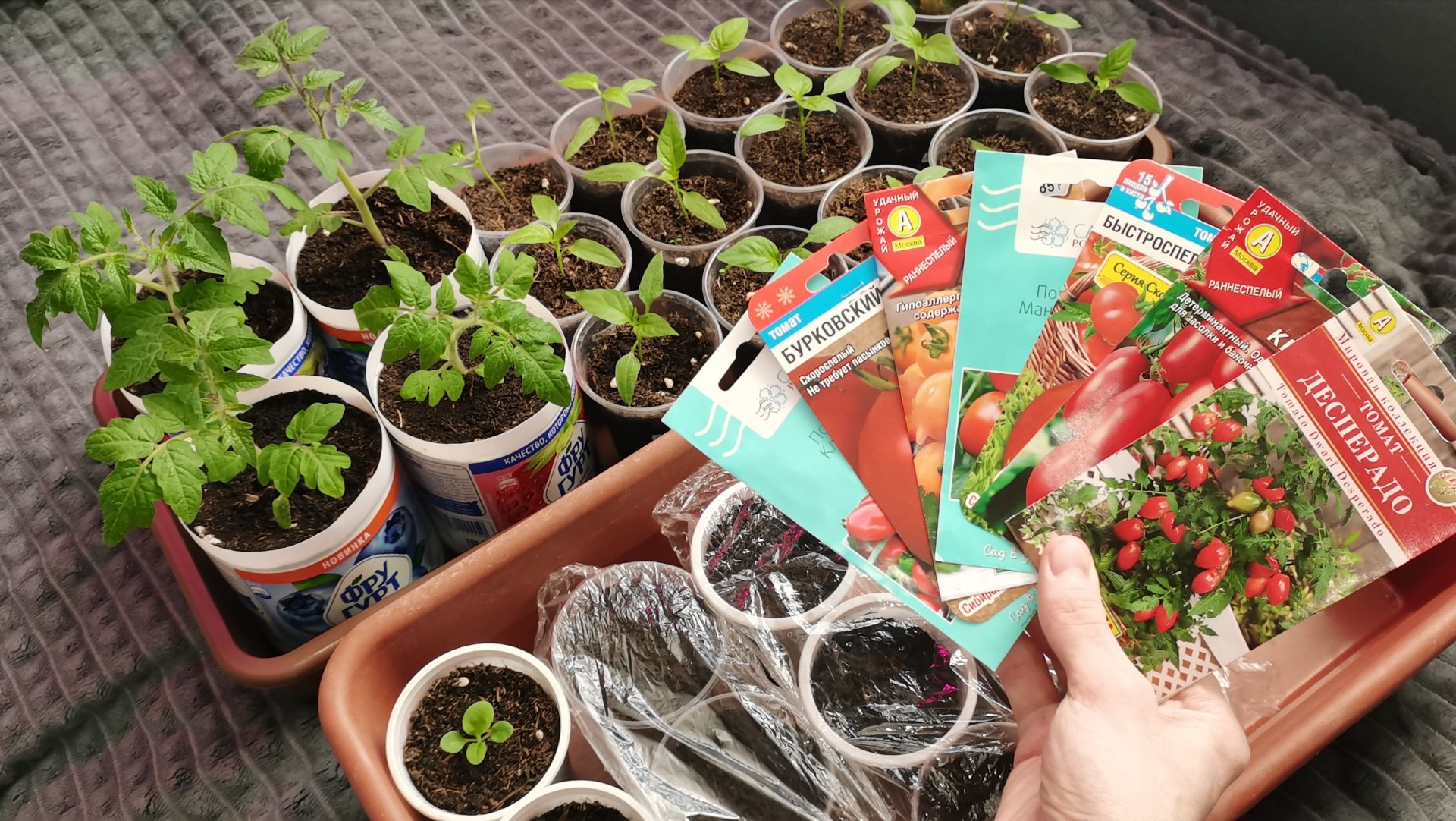 Сею томаты для раннего урожая 28 февраля! Рассада радует сезон 2026. смотреть онлайн