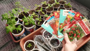 Сею томаты для раннего урожая 28 февраля! Рассада радует сезон 2026.