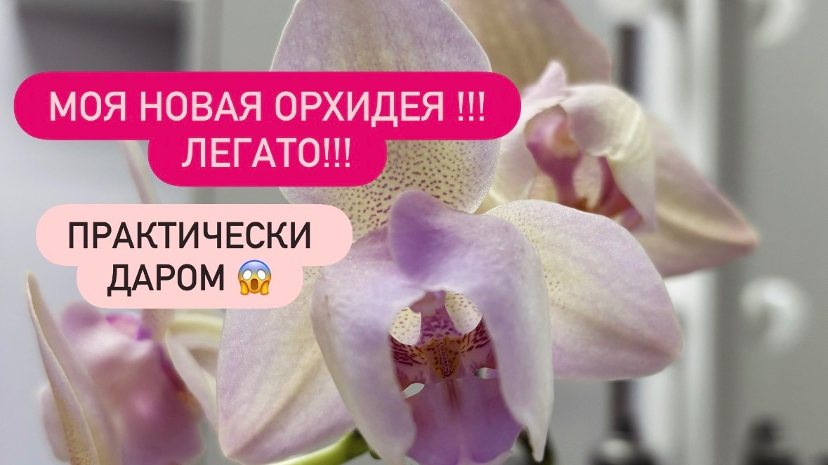 ОРХИДЕЯ ЛЕГАТО ПОЧТИ ДАРОМ😱 теперь она у меня #Орхоблоггер #уценкиорхидей #новыеорхидеи #уценка смотреть онлайн