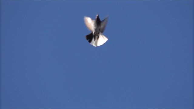 Голуби серпастые у Алексея. смотреть онлайн