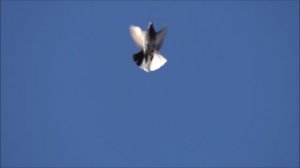 Голуби серпастые у Алексея.