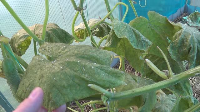 Как боремся с белокрылкой/Новые ступеньки/Первые заморозки/Архивное видео Как боремся с белокрылкой/Новые ступеньки/Первые заморозки/Архивное видео