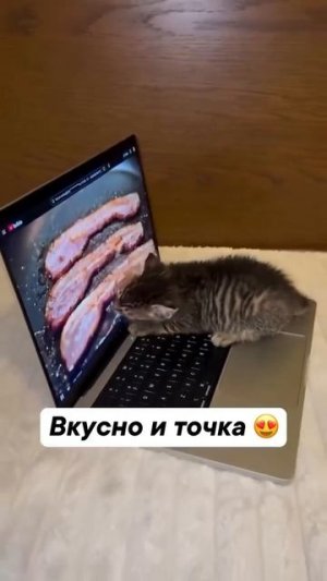 Видео от МЯУтаверс – как метавселенная, но с котами