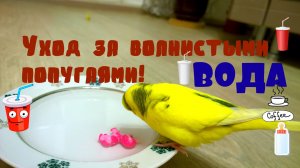 ВОДА ДЛЯ ПОПУГАЯ! Всё о Воде для Попугаев! Уход за волнистыми попугаями! Часть 6