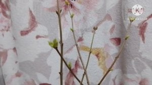 В ожидание весны...