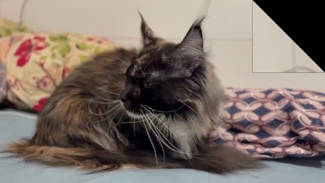 Аманда клип для турнира