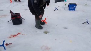 Зарыбление и поимки призовой форели !