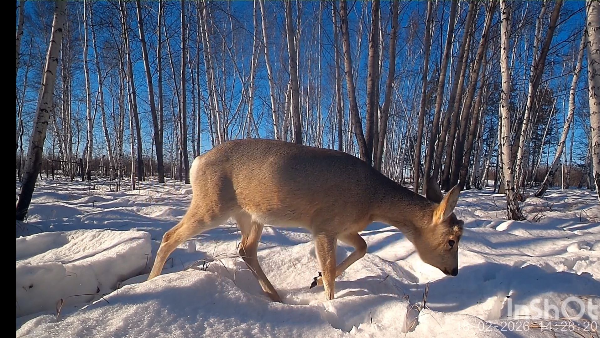 Лось запнулся. Косули и лось в кадре фотоловушки.