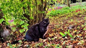 Наши котики и чужие, с которыми мы общались