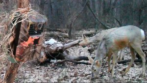 Оставил ФОТОЛОВУШКУ на 2 недели возле СОЛОНЦА в лесу / Фотоловушка в лесу