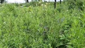 2023-июль, 2024-август, 2025-август - Сбор душицы, где, не скажу!