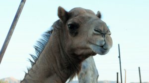 Прогулка по эмиратам